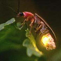 Jordan Fire Flies 3.11.2010