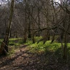 st jude : Birdsong