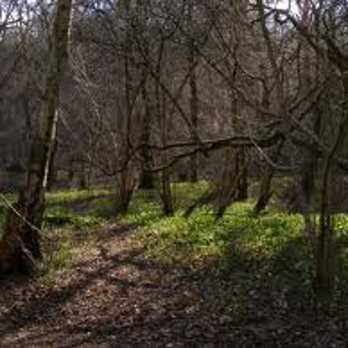 st jude : Birdsong