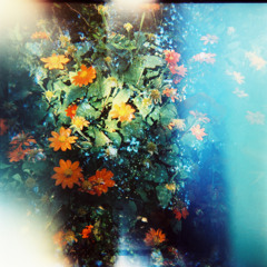 thyme (i - 2010 burger records)