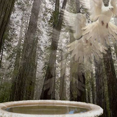 birdbath CLASSIC ( the lost tapes )