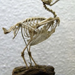 Avian Bones