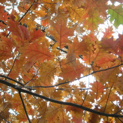 Autumn Leaves Irresistable Force Mix by Coldcut