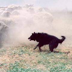 Sheep Dog