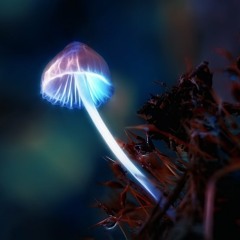 Samodelia live@enchantedforests 161010