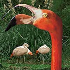 Bloody horrbile racket