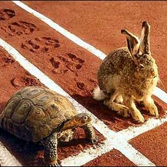 Tortoise & The Hare (Backing Track)