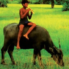 បងជិះលើខ្នងក្របី ~​ ដោយ ស៊ិន ស៊ីសាមុត