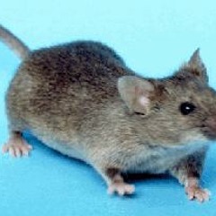 Head X - House Mouse
