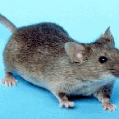 Head X - House Mouse