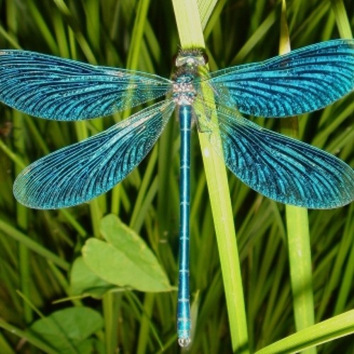 Janosch Diern - Spirit Level