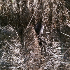 Empty Mouths of the Gede