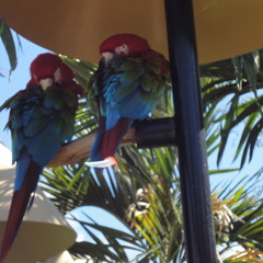 Djungel Trip