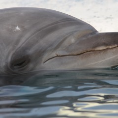 Captive dolphins
