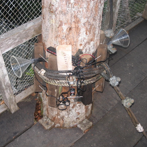 Canopy walkway- Peruvian Amazon (ACTS)