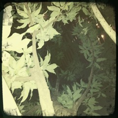 The Caterpiller took The Hookah