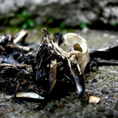 Ancient Delay - Buddha Obscura