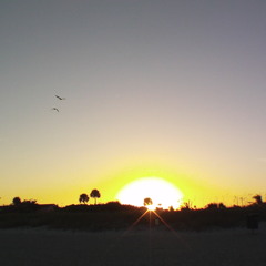 Sensi Rock Riddim(Taurus Riley Sample)