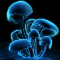 MUSHROOMS ( FREE DOWNLOAD )