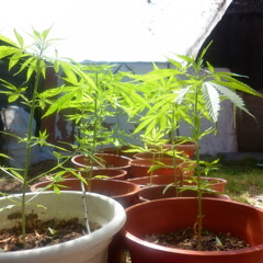 Espontaneo - (MSASUBREBARUCKS)