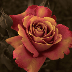 XmasREMIX-2010-Dreadzone