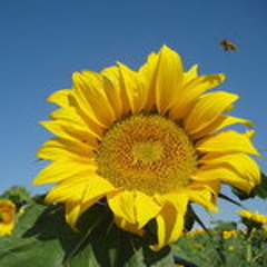 YoshiMitzue - bassinsekten - mypartyfriend.com mitschnitt@psylabor 24.10.10