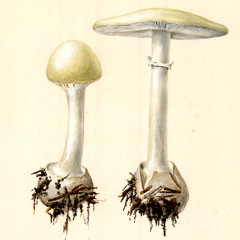 Adrianigual - La mistica espiral