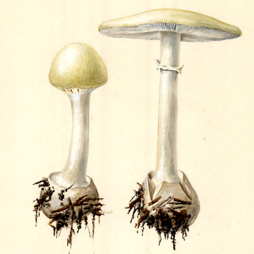 Adrianigual - La mistica espiral