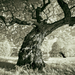 Closed my eyes to die