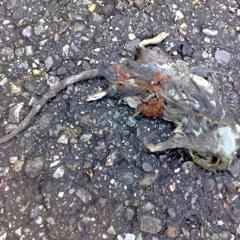 Finabjyhårn (mastered)