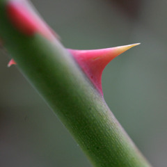 The Boy With The Thorn In His Side