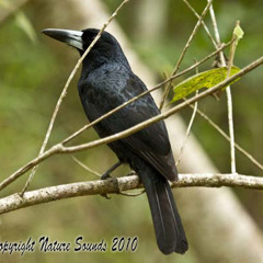 Black Butcherbird - Cracticus quoyi