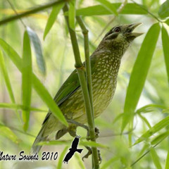 Spotted Catbird - Ailuroedus maculosus