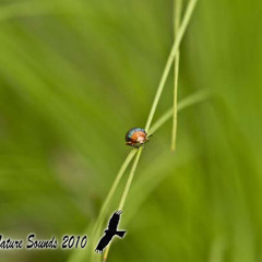 Torresian Crow - Corvus orru