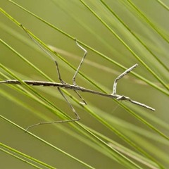 Magnificent Riflebird - Ptiloris magnificus