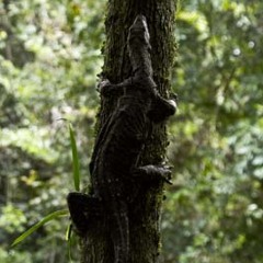 Noisy Friarbird - Philemon corniculatus