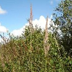 Jussi från Törnrosdalen