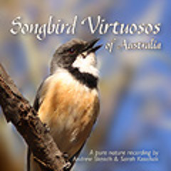 Bellbirds
