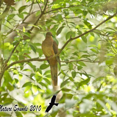 Brown Cuckoo-Dove - Macropyia amboinensis