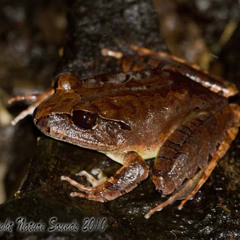 Northern Barred-frog - Mixophyes schevilli