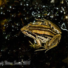 Brown-striped Frog - Limnodynastes peroni