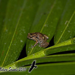 Common Nursery-frog solo - Cophixalus ornatus