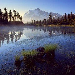 Gathering Of The Forest By The Lake