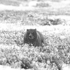 Simon the Grizzly by CatClaw-Kiwi