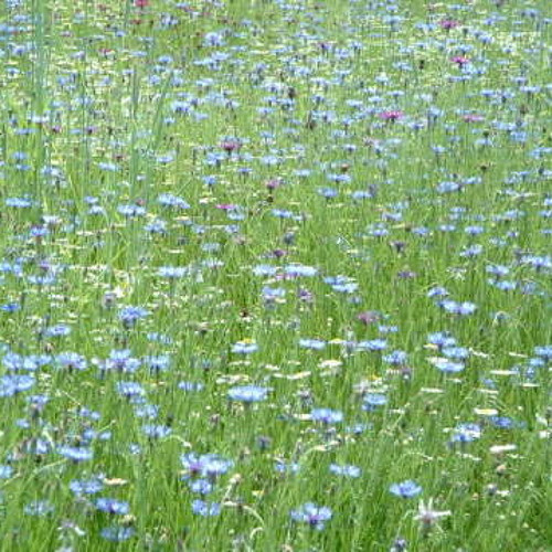 pastel blue - Two Blue Flowers