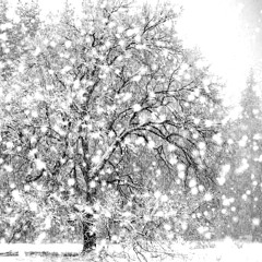 A Happy Year (From Henri Cording Radioshow)