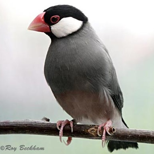 Java Sparrow
