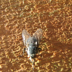 Duhkula - Fly on the Wall (dub)