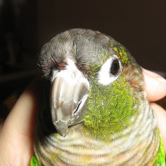 Missing ; (ft. Kill & MattendrizZ)