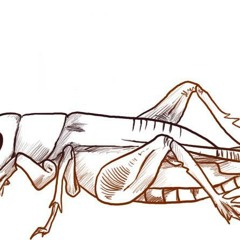 Discogrillon [with Morusque], 2010